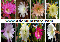 (image for) Epiphyllum [Orchid Cactus] \'Mixed\' 10 Seeds